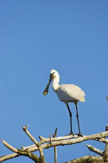 Spoonbill Prints: DDE-90034699
