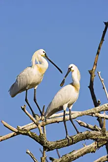 Spoonbill Prints: DDE-90034700