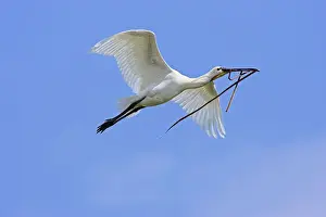 Spoonbill Prints: DDE-90034705