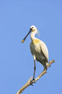 Spoonbill Prints: DDE-90034706