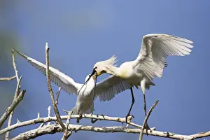 Spoonbill Prints: DDE-90034707