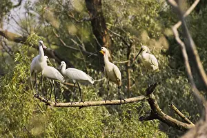 Spoonbill Prints: DDE-90034711