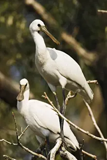 Spoonbill Prints: DDE-90034713