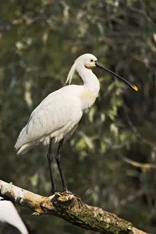 Spoonbill Prints: DDE-90034714