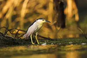 Flooded Prints: DDE-90034744