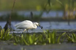 Flooded Prints: DDE-90034758