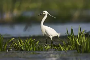 Flooded Prints: DDE-90034759