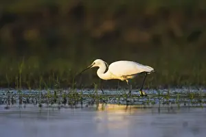 Flooded Prints: DDE-90034761