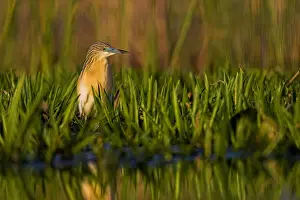 Flooded Prints: DDE-90034770