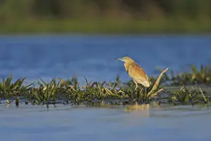 Flooded Prints: DDE-90034783