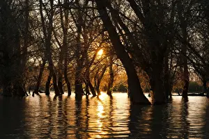Flooding Prints: DDE-90034788