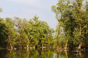 Flooding Prints: DDE-90034795