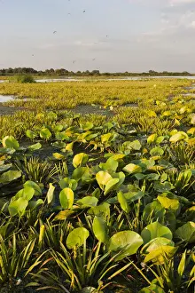 Flooding Prints: DDE-90034798