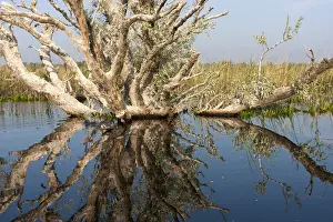 Flooding Prints: DDE-90034802