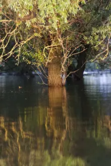Flooding Prints: DDE-90034803
