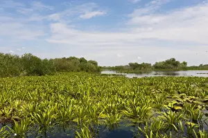 Flooding Prints: DDE-90034804
