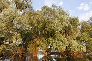 Flooding Prints: DDE-90034807