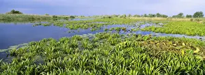 Flooding Prints: DDE-90034813