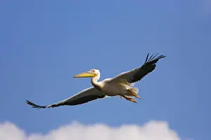 Delta Prints: DDE-90034818