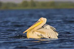 Fishery Prints: DDE-90034820
