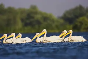 Delta Prints: DDE-90034823