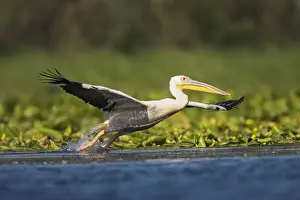 Delta Prints: DDE-90034826