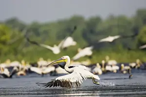 Delta Prints: DDE-90034827