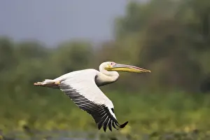 Delta Prints: DDE-90034830