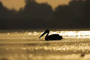 Delta Prints: DDE-90034838