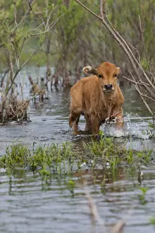 Flooding Prints: DDE-90034846