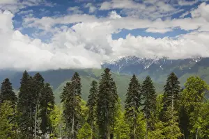 Caucasus Prints: DDE-90035013