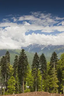 Caucasus Prints: DDE-90035014