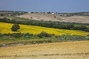 Cadiz Prints: DDE-90035218