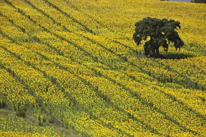 Growing Prints: DDE-90035223