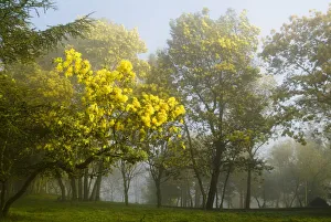 Wattle Collection: DDE-90035280