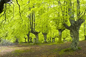 Beech Collection: DDE-90035287