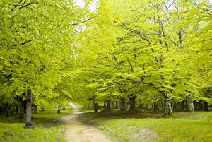 Beech Collection: DDE-90035288