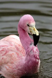 Flamingo Prints: DDE-90035839