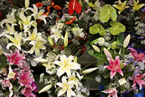 Lily Collection: DDE-90035850