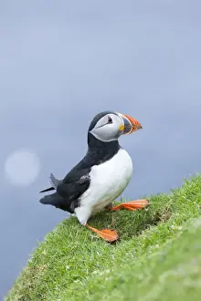Seabird Prints: DDE-90036005