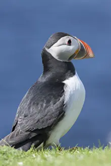 Seabird Prints: DDE-90036006