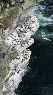 Guillemot Collection: DDE-90036165