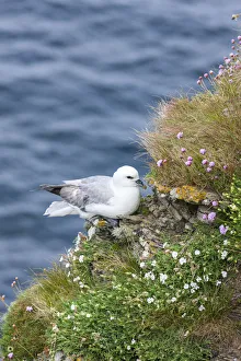 Fulmar Collection: DDE-90036227