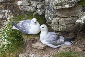 Fulmar Collection: DDE-90036228