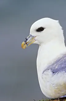 Fulmar Collection: DDE-90036265