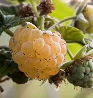 Bramble Prints: DDE-90036302