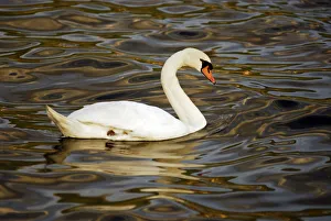 Swan Collection: DDE-90036443