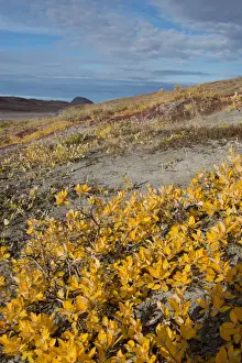 Kangerlussuaq Prints: DDE-90036554