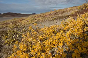 Kangerlussuaq Prints: DDE-90036555