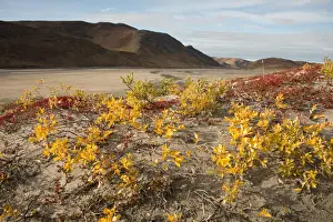 Kangerlussuaq Prints: DDE-90036558